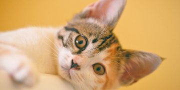 Pet Tech Trends: Enhancing Our Furry Friends’ Lives