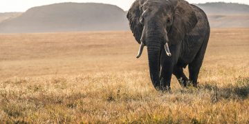The Great Migration: Witnessing Nature’s Spectacle in Kenya